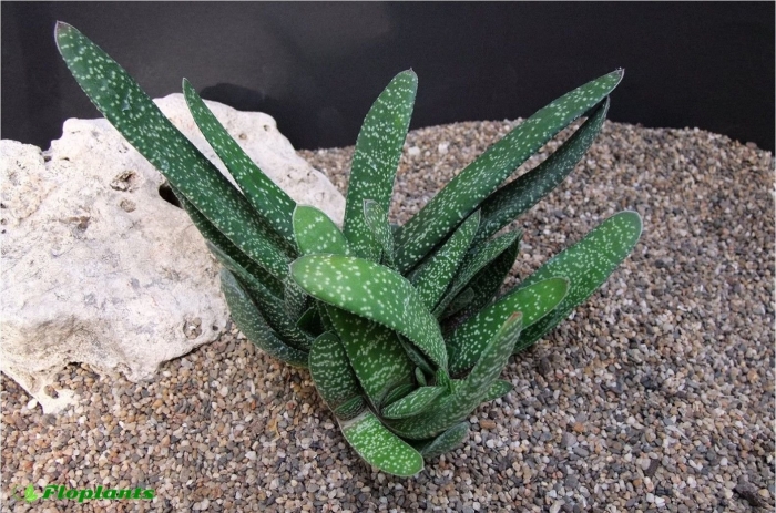 Алоэ гастерия бородавчатая