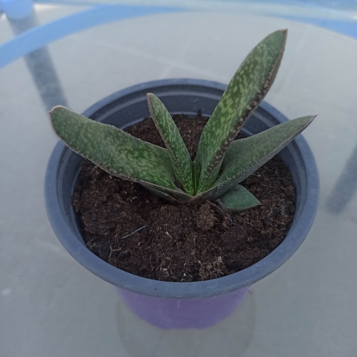 Сенецио стапелиаформис