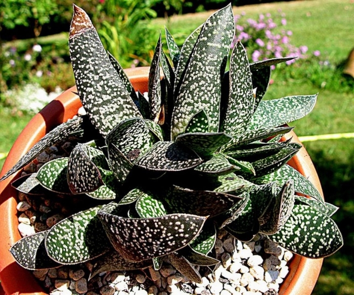 Гастерия суккулент