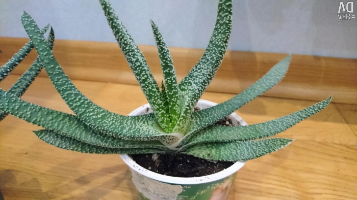 Гемнерия бородавчатая