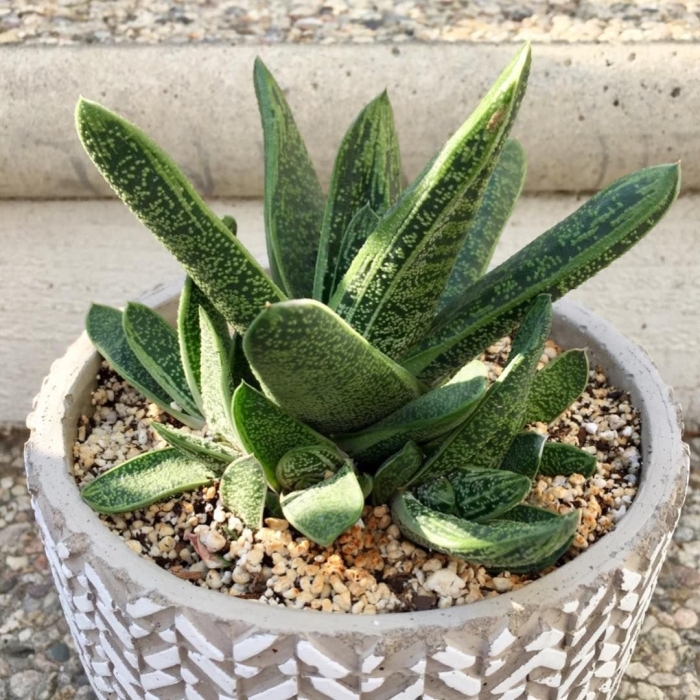 Gasteria disticha