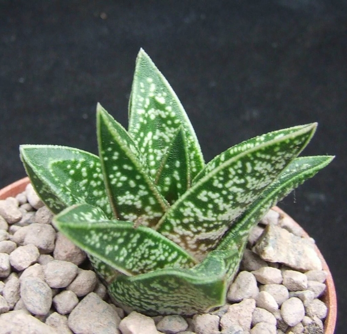 Алоэ вариегата пестрое