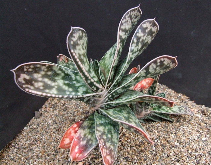 Гастерия тиго