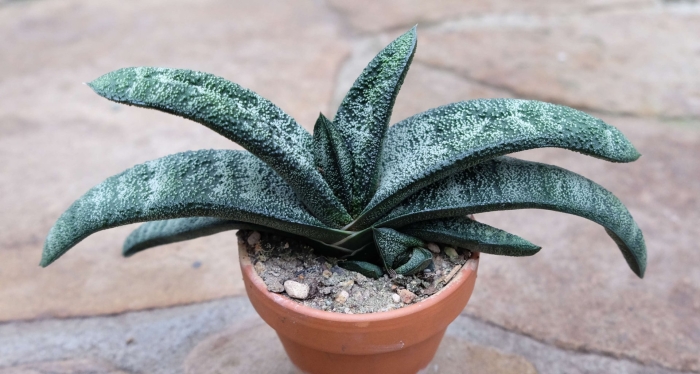 Гастерия batesiana