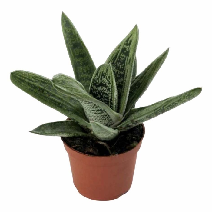 Гастерия растение