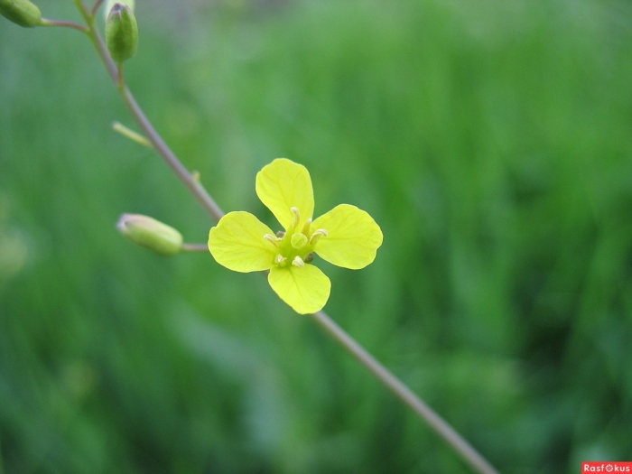 Крестоцветные редька дикая