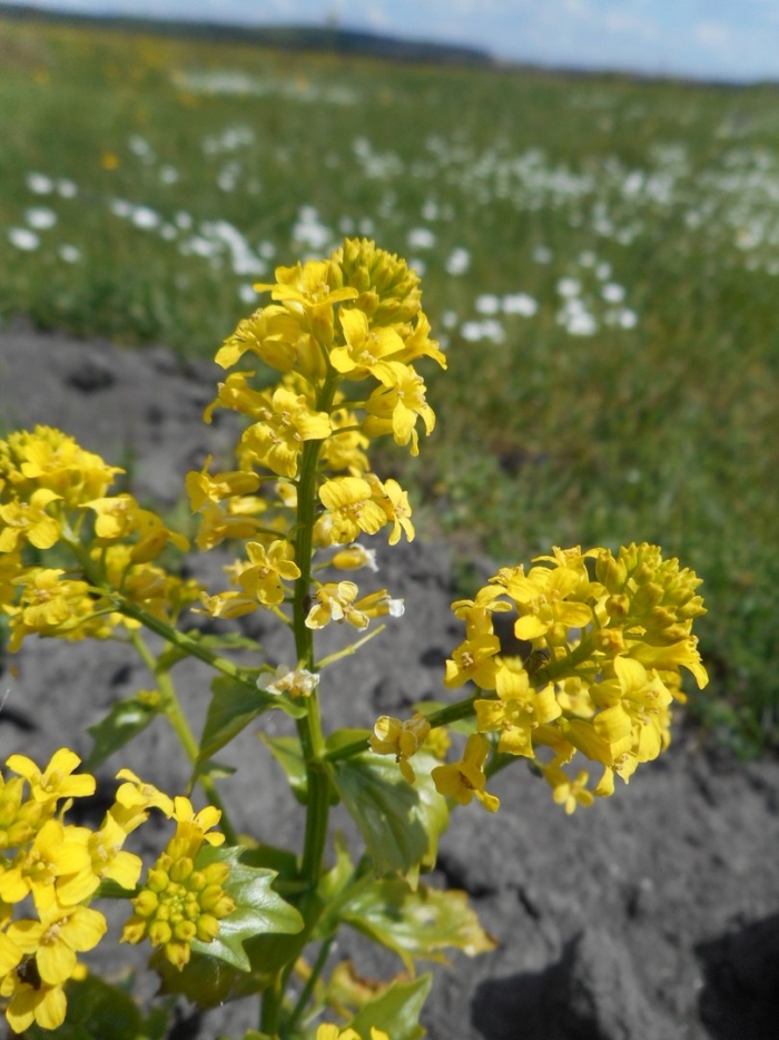 Сурепка пряморогая