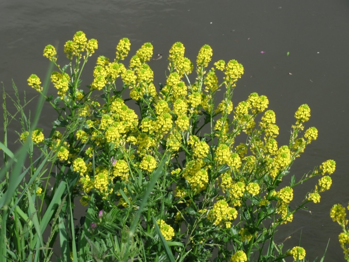 Сурепка обыкновенная плод