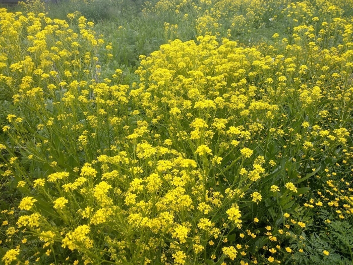 Горчица растение