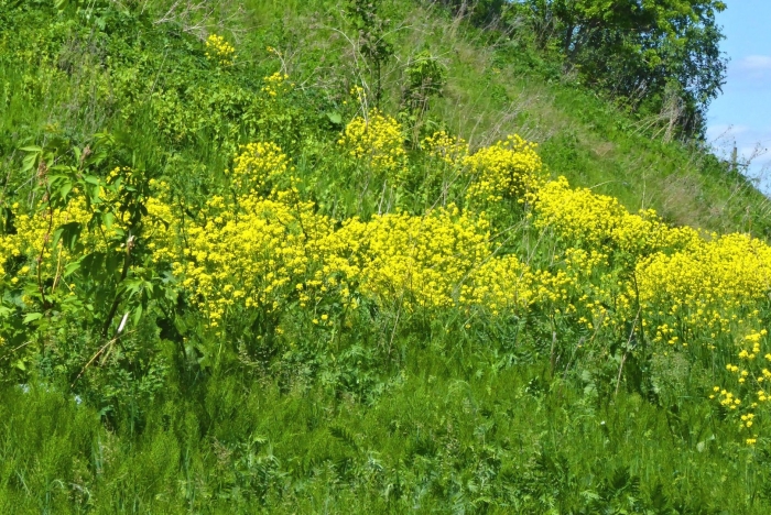 Сурепка сидерат