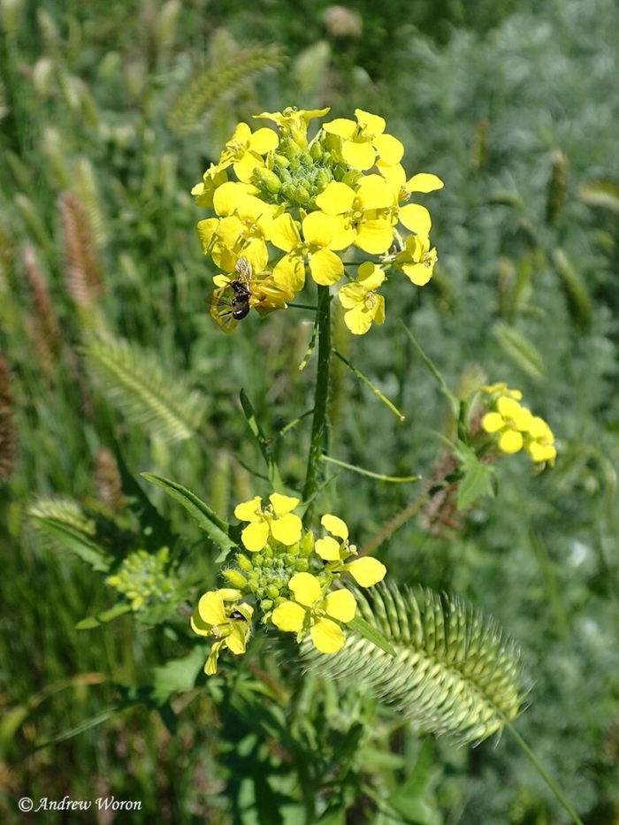 Горчица сарептская brassica juncea