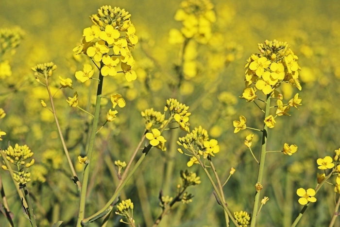 Рапс – brassica napus.