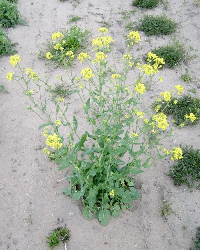 Brassica rapa subsp rapifera