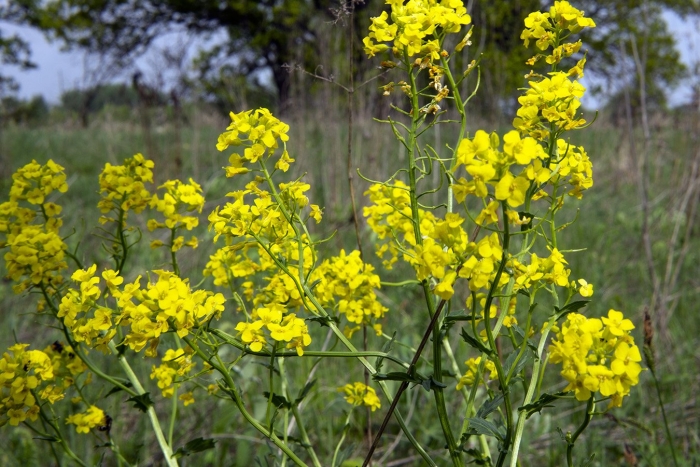 Горчица сарептская (brassica juncea l.)