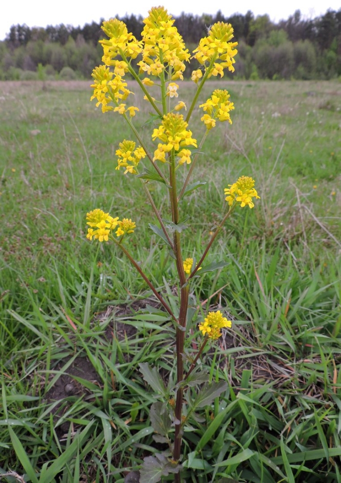 Brassica nigra