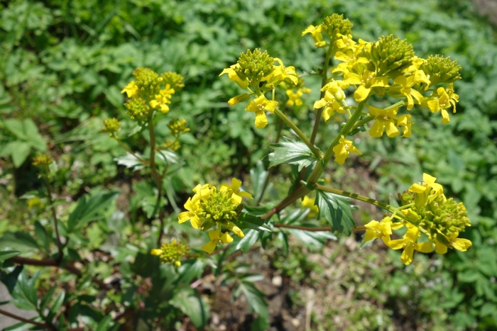 Сурепка обыкновенная (barbarea vulgaris)