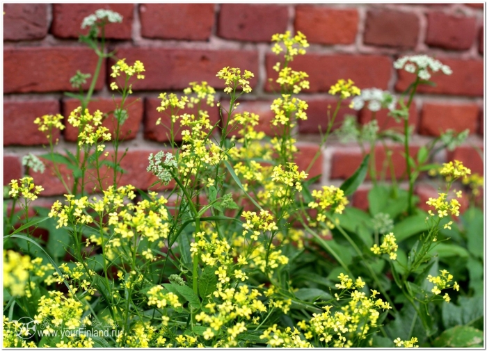 Сурепка обыкновенная