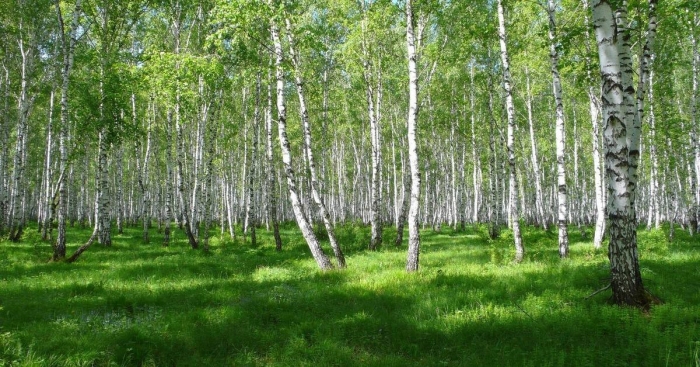 Берёзовая роща во владимире