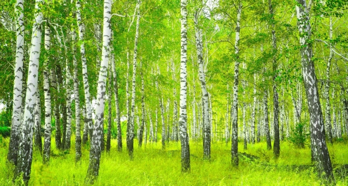 Фотообои березы