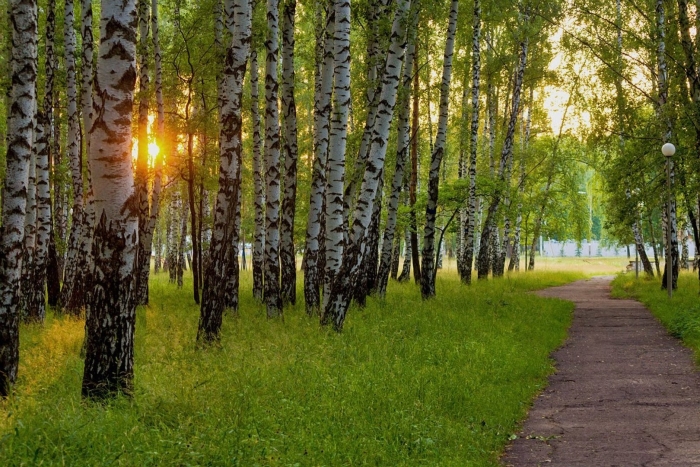 Саракташ березовая роща