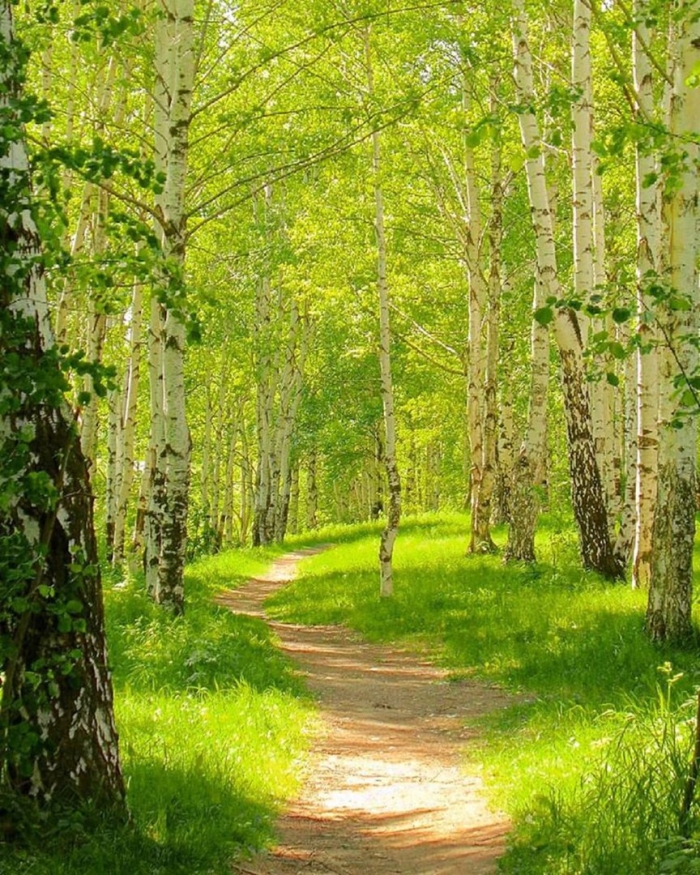 Березовая роща аллея