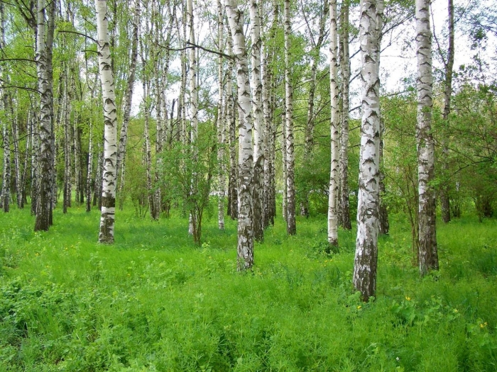 Березовая роща тутаев