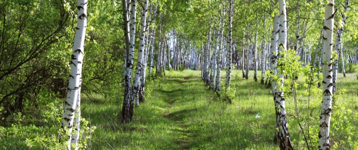 Березовая роща ишим