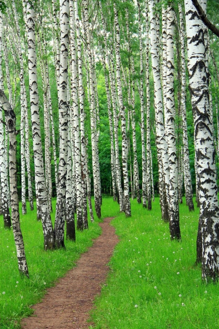 Березовая роща владимирская область