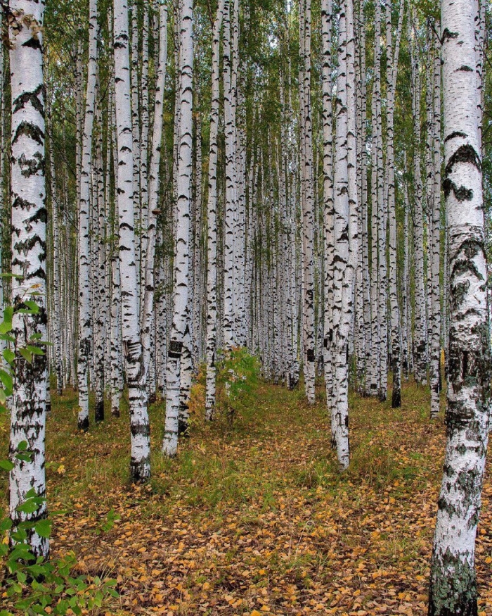 Берёзовая роща курск
