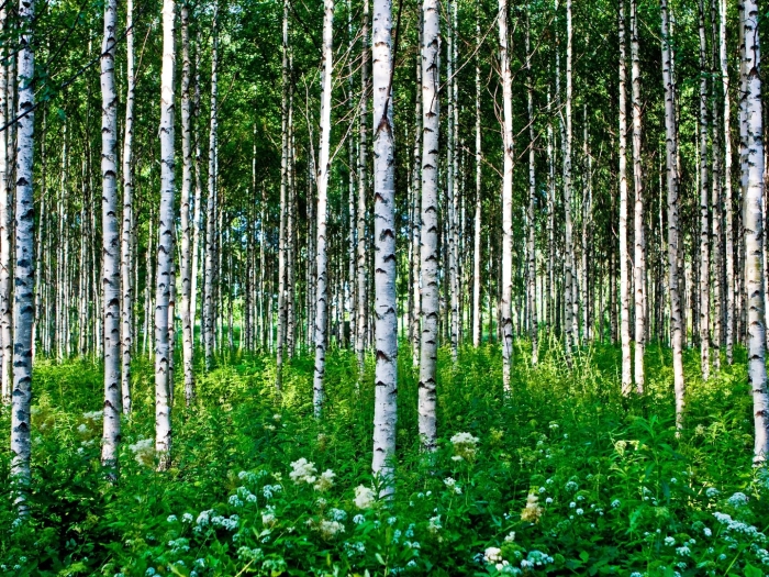 Береза в лесу