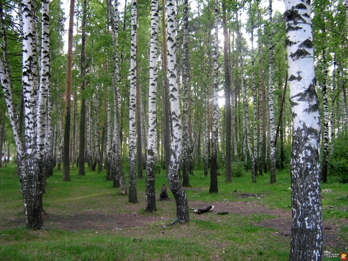 Берёзовая роща орехово-зуево