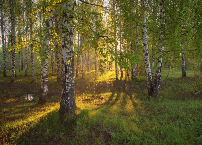 Пейзажи с березами