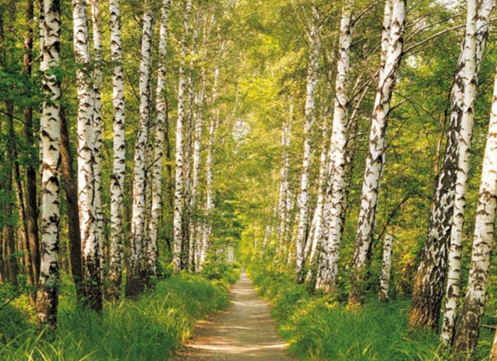 Роща березовая