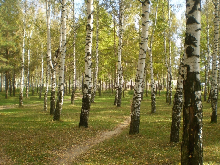 Березовая роща казань
