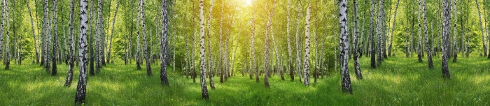 Березовая роща панорама для скинали