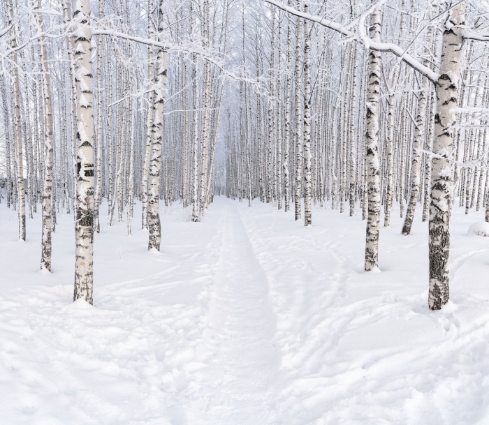 Березовая роща зимой