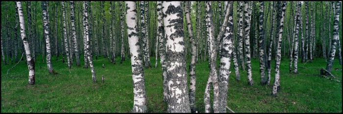 Березовая роща береза повислая