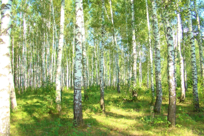 Берёзовая роща орехово-зуево