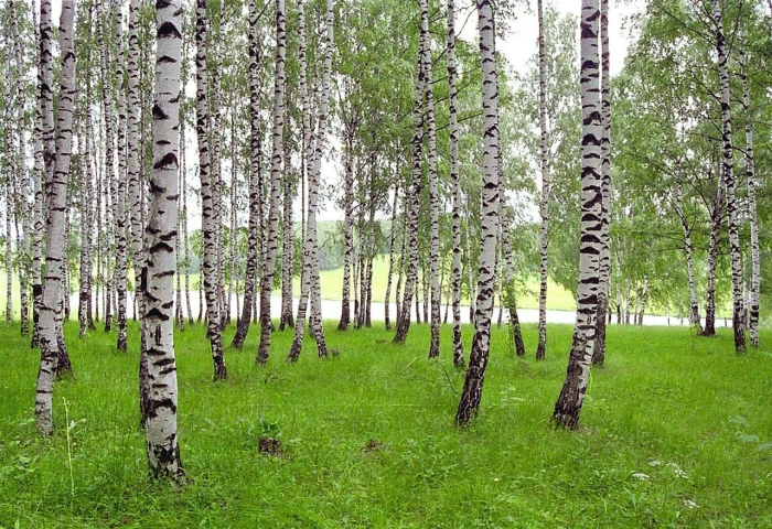 Яранская березовая роща