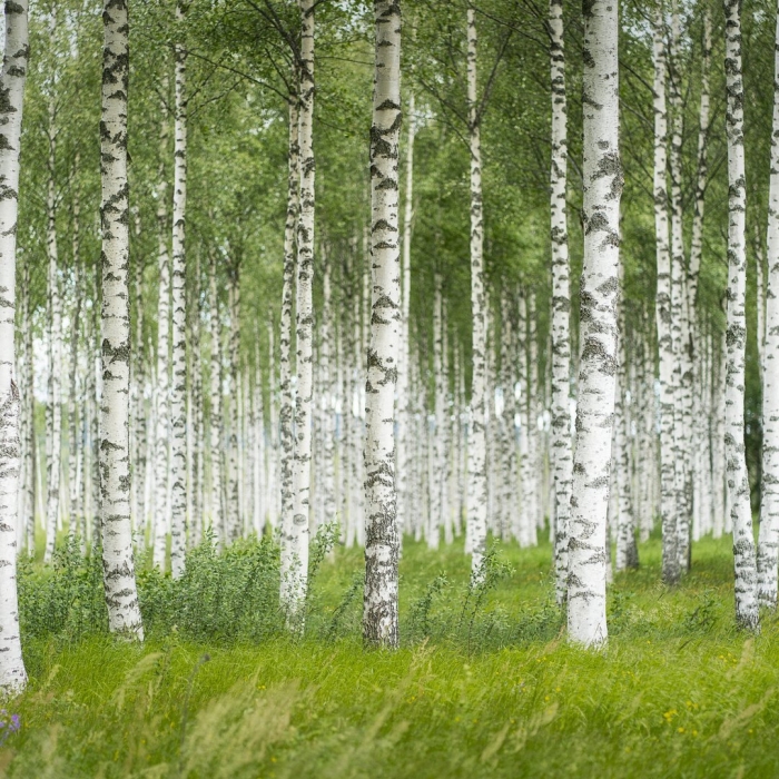 Komar березовая роща