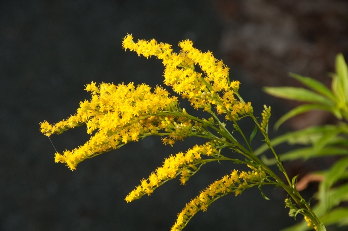 Солидаго ругоза