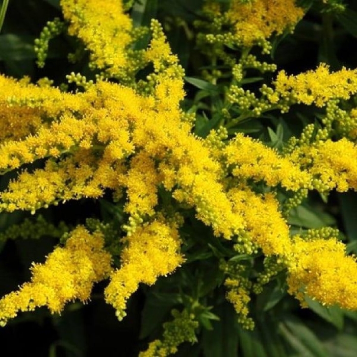 Золотарник жозефина