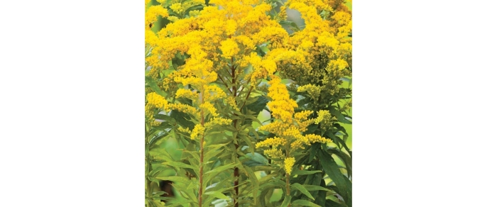 Солидаго цитронелла