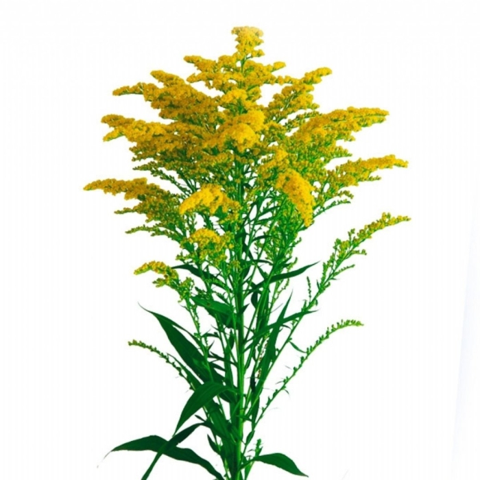 Золотарник солидаго