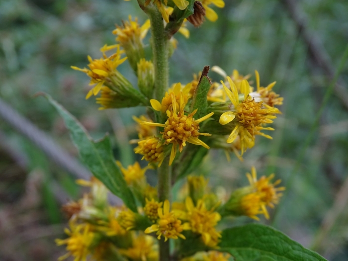 Золотарник обыкновенный solidago virgaurea