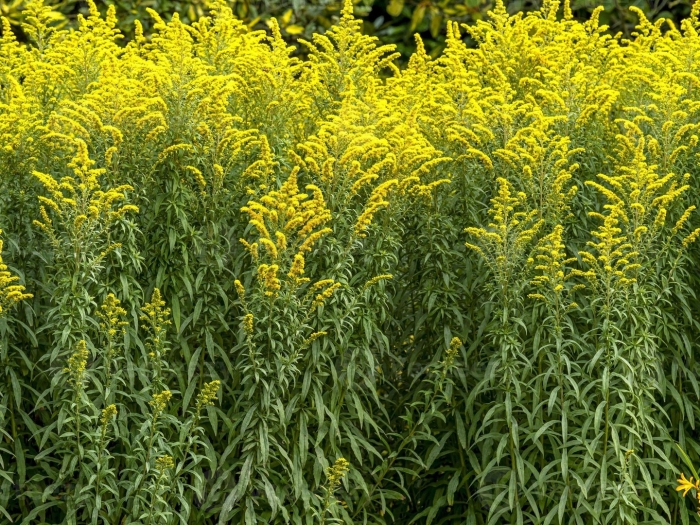 Solidago virgaurea