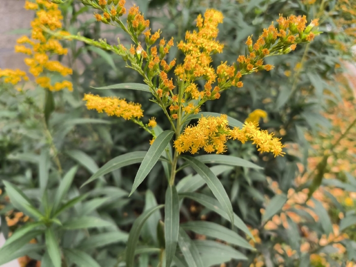 Золотарник (солидаго) гигантский