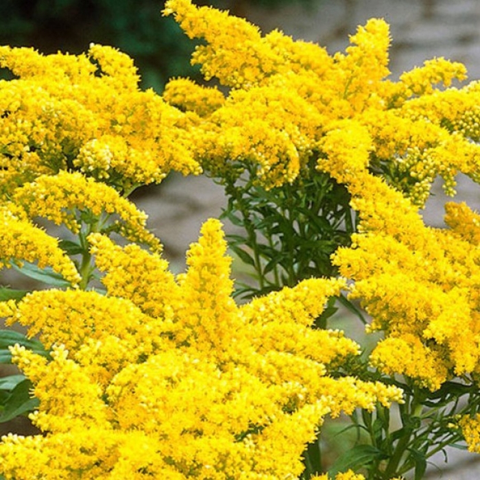 Золотарник солидаго