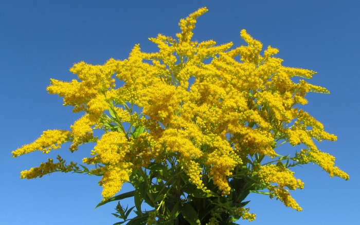 Солидаго (золотарник) variegata