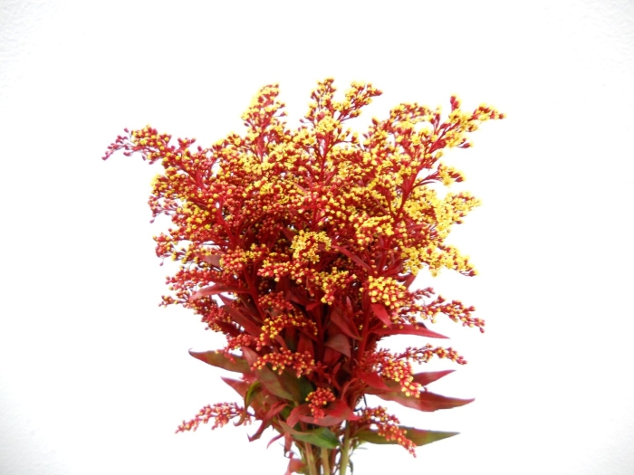 Солидаго хиддигеге